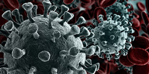 Picture of what coronavirus looks like under a microscope.