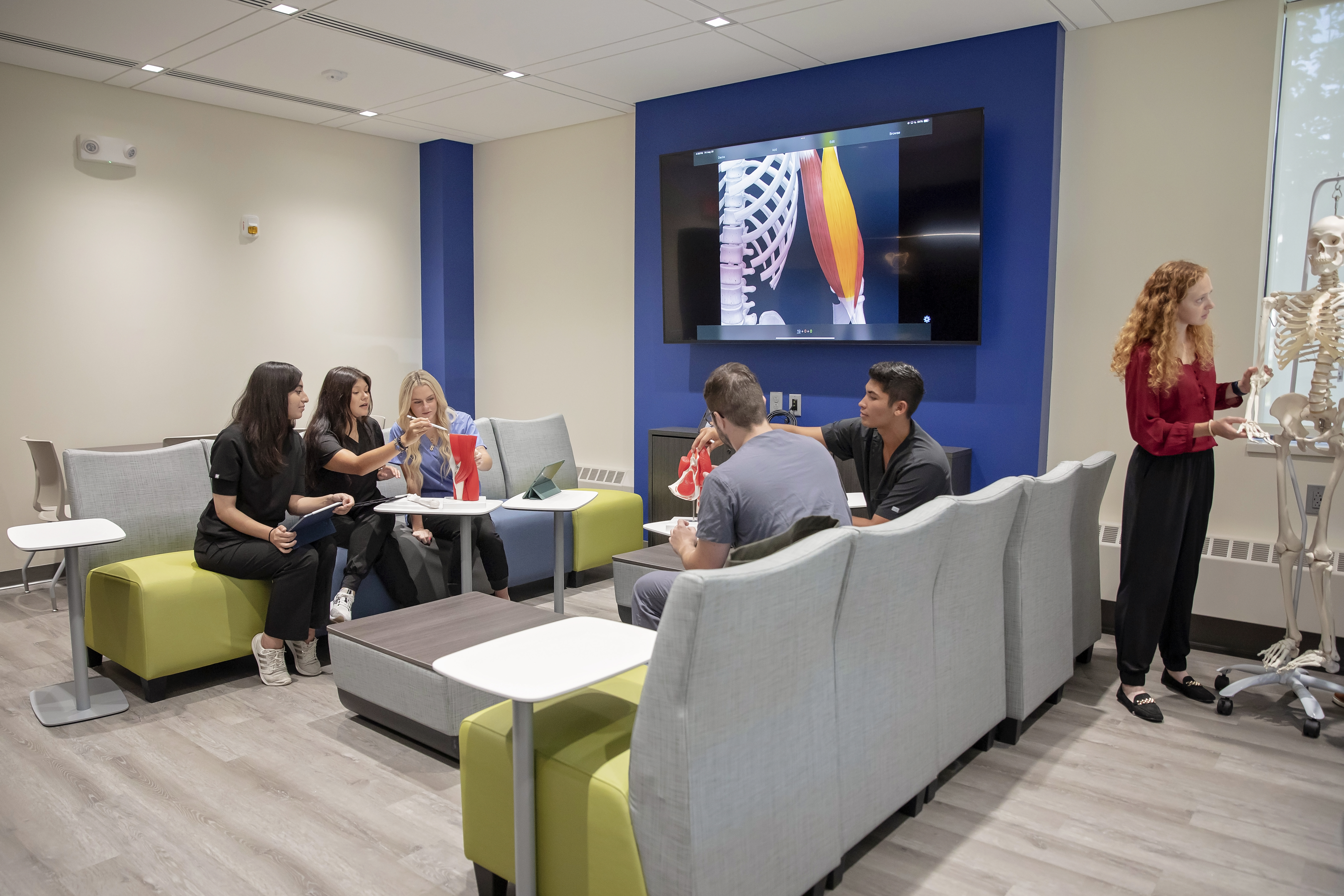 PA and PT graduate students studying in the dedicated Gross Anatomy Graduate PA and PT Study Room. Students are using anatomical models and projecting 3D anatomy software technology from their personal device to a large monitor on the wall