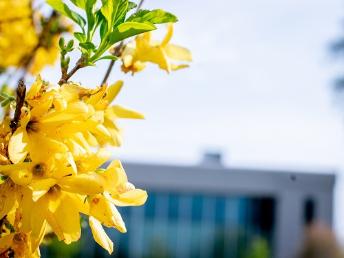 spring campus blossoms